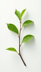 Obraz premium single branch on white background with subtle wear, natural, worn