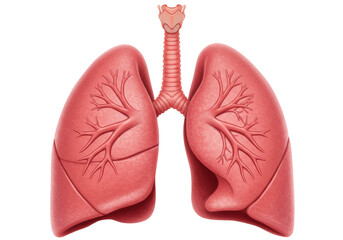 Isolated Human Lungs Anatomy with Trachea Detailed