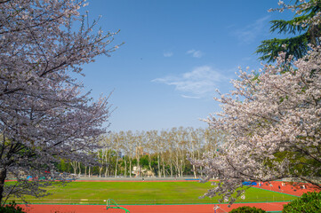 Cherry blossoms in full bloom at Wuhan University in spring