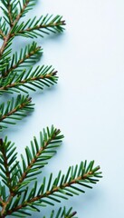 Small sprigs of fir branches with needles on white, snow, evergreen, pine