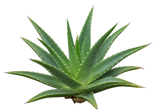 Isolated Green Aloe Vera Plant with Sharp Spikes - Powered by Adobe