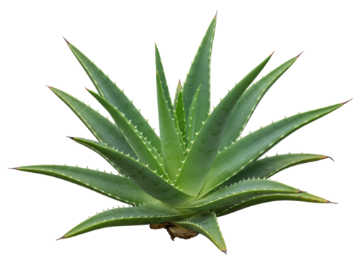 Isolated Green Aloe Vera Plant with Sharp Spikes