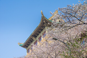 Cherry blossoms in full bloom at Wuhan University in spring