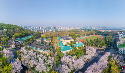 Cherry blossoms in full bloom at Wuhan University in spring
