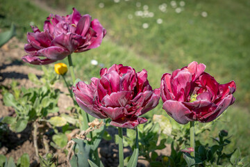 Paris, France - 04 05 2025: Jardin des plantes. Close up shot of colorful flowerbed .