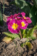 Paris, France - 04 05 2025: Jardin des plantes. Close up shot of colorful flowerbed .