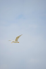 White seagull (disambiguation) Flying in the sky to the left side with wings spread up