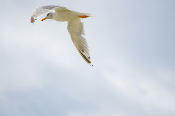 Close up of a White seagull (disambiguation) flying over in blue sky with thin white clouds