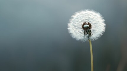 Fototapeta premium Close-up of a dandelion seed head against a blurred gray background.