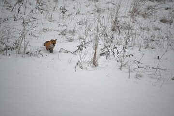 Red Fox in Winter Wonderland Snowy Landscape