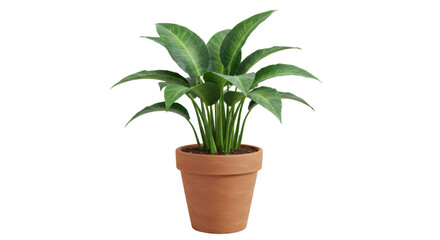 Isolated Potted Green Plant