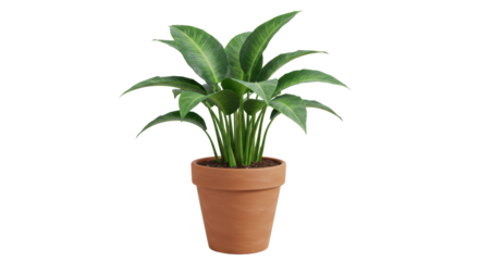 Isolated Potted Green Plant