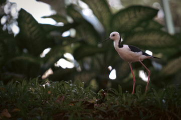 The pied stilt (Himantopus leucocephalus), also known as the white-headed stilt, is a shorebird in the familyRecurvirostridae. It is widely distributed with a large total population size and apparentl