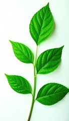 Leafy green foliage isolated on white background, green, garden, forest