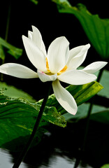 white water lily in pond