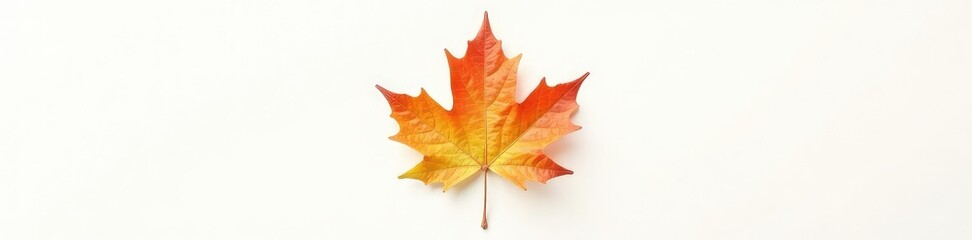 Obraz premium Single maple leaf isolated against a white background, plant life, foliage