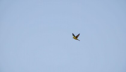 Olive backed sunbird, Yellow bellied sunbird flying in the bright sky. photo.