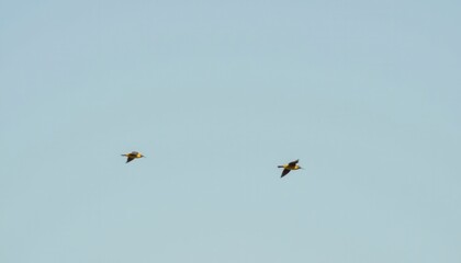 Obraz premium Olive backed sunbird, Yellow bellied sunbird flying in the bright sky. photo.
