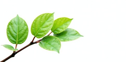 Obraz premium Small green leaves on a branch isolated against white, leafy, botanical