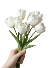 Fototapeta premium Hand Holding Bouquet of White Tulips
