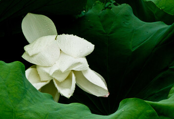 white water lily in pond
