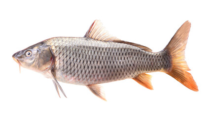 Fish carp isolated on white background