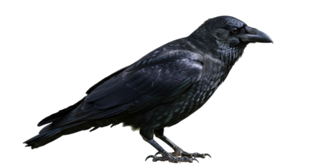 Isolated Black Crow Symbolizing Omen