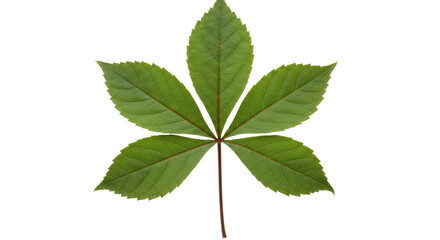 Isolated Single Virginia Creeper Leaf