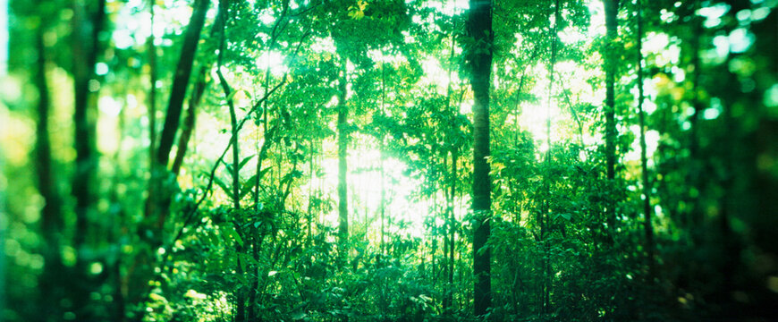Trees in a rainforest, Arenal Region, Costa Rica.