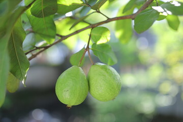 Two green guava fruit on the tree, the leaves of green guava. Guava fruit on tree with natural...