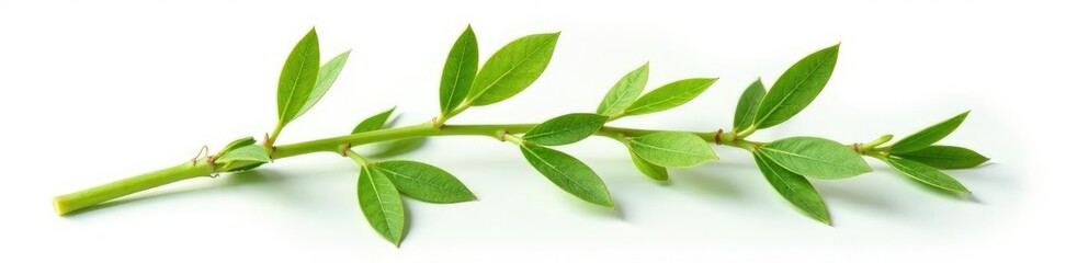 Obraz premium Isolated plant stem with details on white background, colors, detail