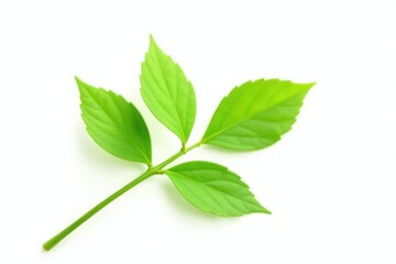 Obraz premium isolated plant stem green leaves white background, green leafy plant stems, closeup, plant life