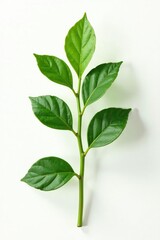 Fototapeta premium isolated plant stem with leaves on white background, closeup, organic, single element