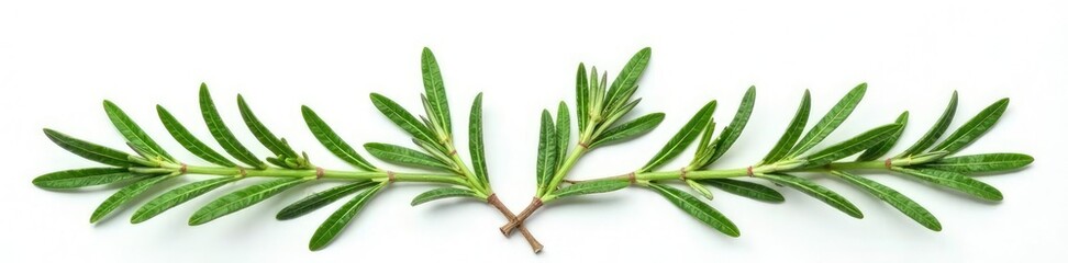 Fototapeta premium Isolated sprigs of rosemary on white background, botanical, foliage