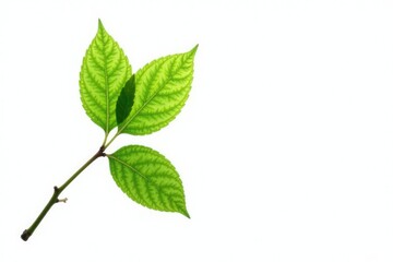 Obraz premium Isolated stem with leaves on white background, branch, plant