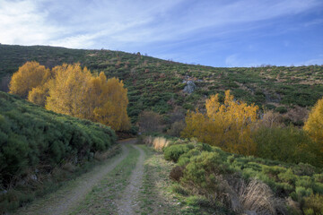 Yellow trees on a mountain still green in early autumn across the road