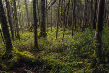 Fototapeta premium in the forest