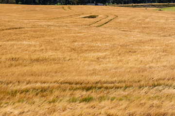 Rolling hills covered in golden wheat sway in the wind beneath a moody grey sky. A poetic landscape...