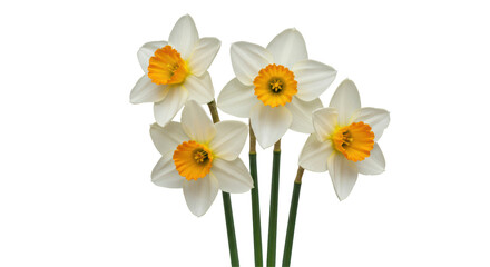 Isolated Daffodils Flower