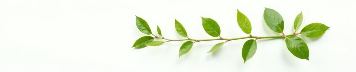 Obraz premium Single Branch on White Background with Leaves, organic, leaf, foliage