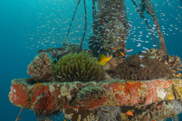 Coral reef and water plants in the Red Sea, Eilat Israel
