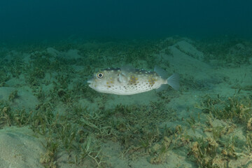 Fototapeta premium Fish swimming in the Red Sea, colorful fish, Eilat, Israel