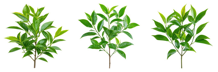 Lush green tea tree leaves arranged trio, showcasing vibrant foliage against transparent background, perfect for design use