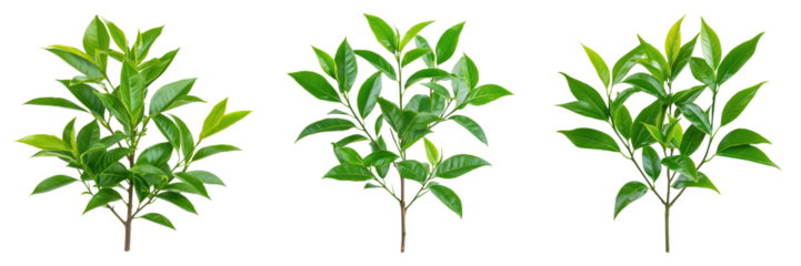 Lush green tea tree leaves arranged trio, showcasing vibrant foliage against transparent background, perfect for design use