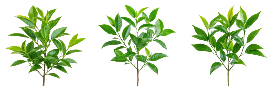 Lush green tea tree leaves arranged trio, showcasing vibrant foliage against transparent background, perfect for design use