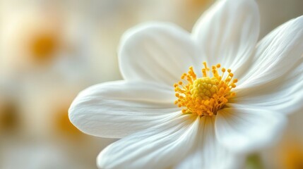 Obraz premium A close-up of a lemon blossom, delicate white petals with yellow centers, soft focus, natural light. 