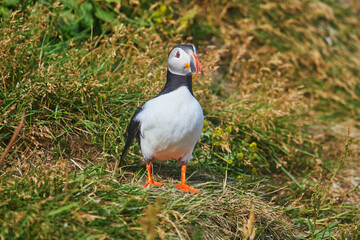 Atlantic Puffins birds or common puffins in nature background at Dirholaey in Iceland. Iceland and Norway most popular birds.