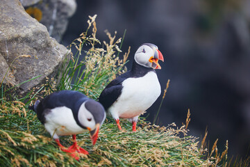Atlantic Puffins birds or common puffins in nature background at Dirholaey in Iceland. Iceland and Norway most popular birds.