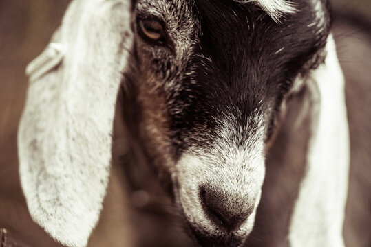 Close up of goat face