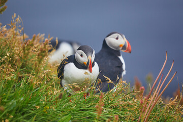 Atlantic Puffins birds or common puffins in nature background at Dirholaey in Iceland. Iceland and Norway most popular birds.